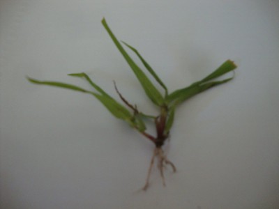 Herbe gazon.jpg