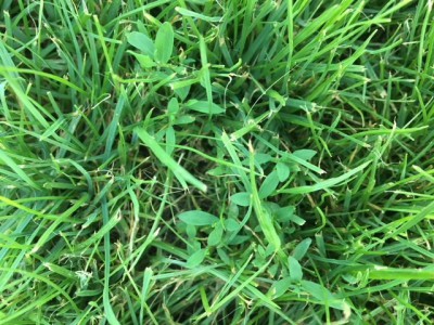 3 la mauvaise herbe cachée dans le gazon.JPG