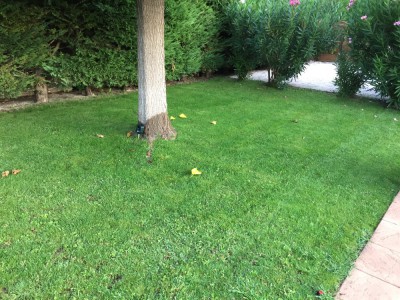 Gazon Arbre 2.JPG