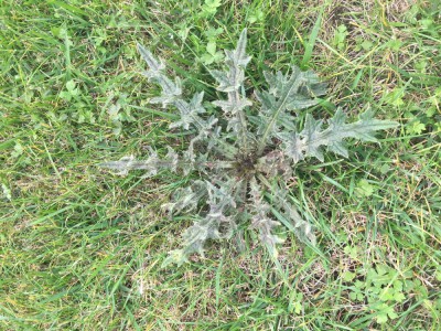 mauvaise herbes 2.jpg