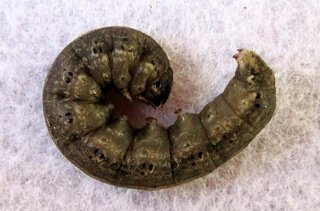 larve chenille terricole.jpg