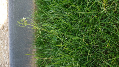 DSC_0126.JPG