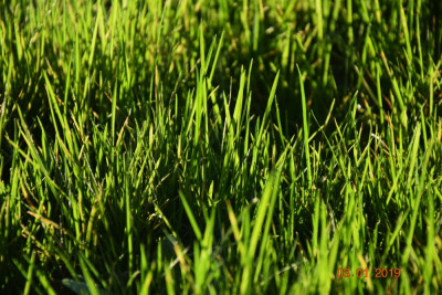 DSC_0012.JPG