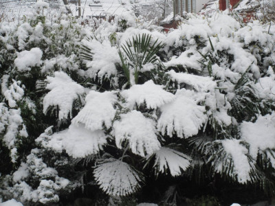 palmier du nord sous la neige.JPG