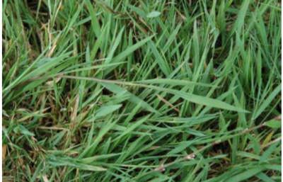 agrostide stolonifère.PNG