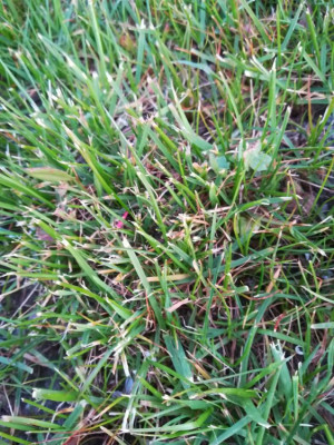 Gros zoom sur zone herbe jaune