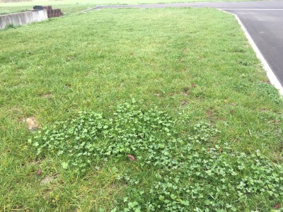 Mauvaise Herbe 02.jpg
