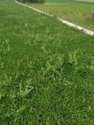 IMG_20190610_120132.jpg