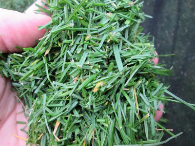 L'herbe coupée verte quand même