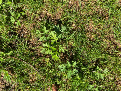 B352140D-8DA0-4475-9FE1-503669D628D9.jpeg