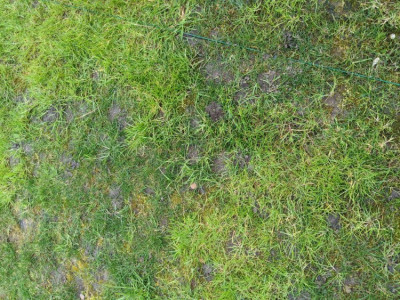 de la mousse s'est installée par endroit, selon l'exposition