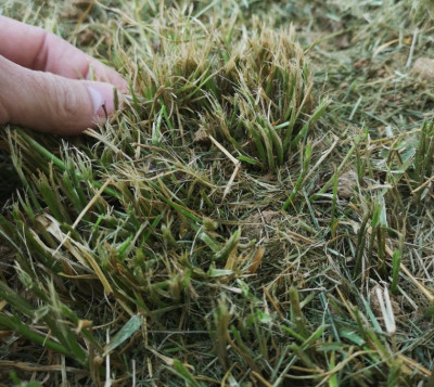 Herbe2.jpg