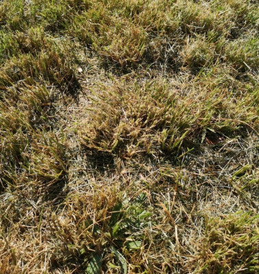 Herbe3.jpg