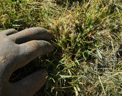 Herbe4.jpg
