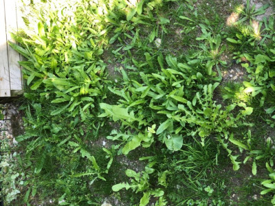Mauvaise herbes après.JPG