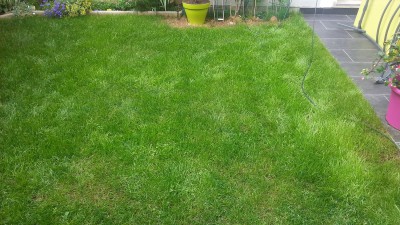 Gazon le 17 mai 2016 3.jpg