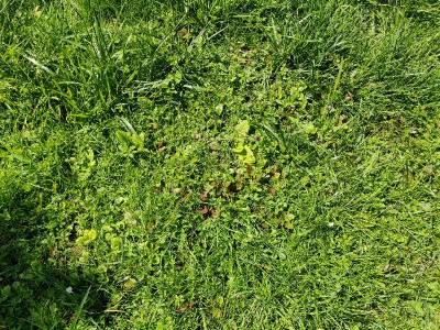 IMG_20200515_150324_resize_70.jpg