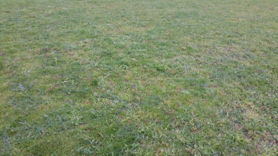 présence d herbes indésirables