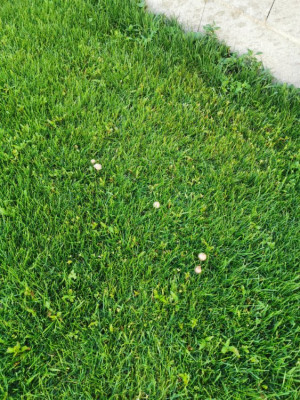 IMG_20200701_203609.jpg