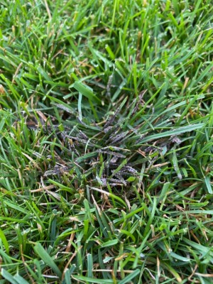 IMG_4475.jpeg