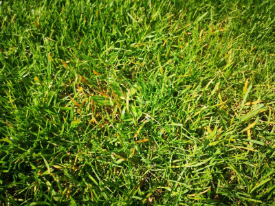 IMG 1.jpg