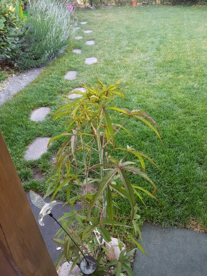 20160704_073421.jpg