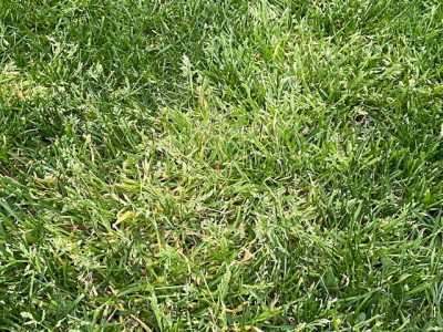 un zone particulièrement atteinte