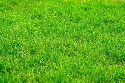 pelouse-vert-clair-herbe-pour-des-jeux-115606171.jpg