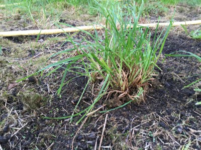 Le type de motte d'herbe qu'il y a