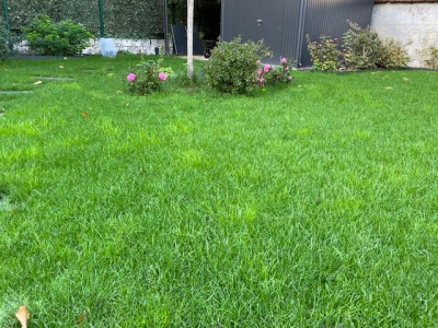 De pars et d'autres des touffes plus hautes et plus claires