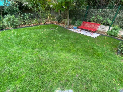 Zone sous le châtaigner (1ère tonte à 75mm)  - Rénovation à J+35