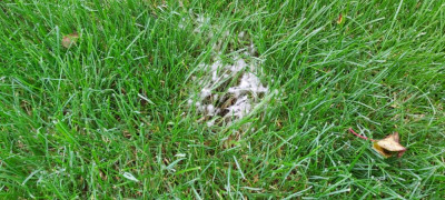 De pré, la maladie dollar spot est bien là. Cela met les cacahuètes !