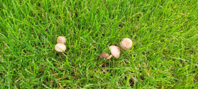 Dans le future cela sera sûrement un bon coin à champignons .Lol