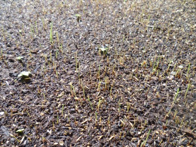 germination graine de gazon7.JPG