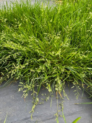 poa annua en pleine épiaison