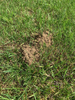 Fourmis.jpg