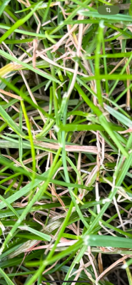 IMG_2961.png