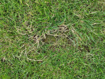 IMG20240722194113.jpg