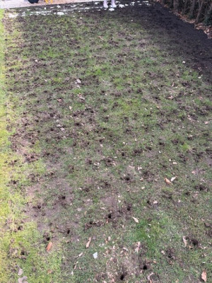 2025-aerate.jpeg