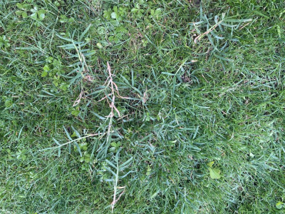 IMG_1276.jpeg
