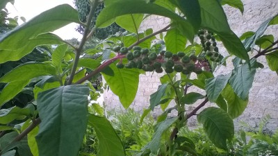WP_20160908_004.jpg