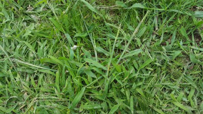 herbe indésirable gazon2.JPG