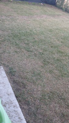 scarification 1.jpg