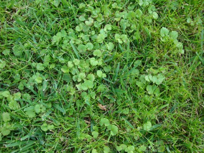 30 05 2015 mauvaises herbes 1.JPG