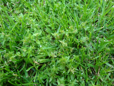 30 05 2015  mauvaises herbes 2.JPG