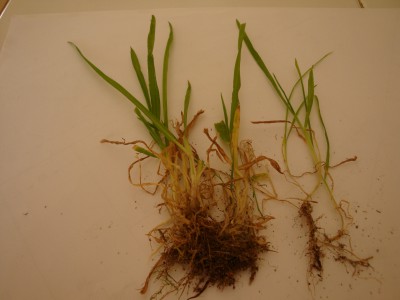 herbe touffes  07 06 2015 1.JPG