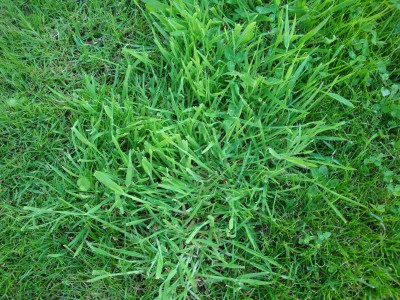 herbes touffes 07 06 2015 3.JPG