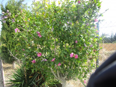IMG_0441.JPG