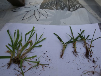 mauvaises herbes 10 juin 2015.JPG