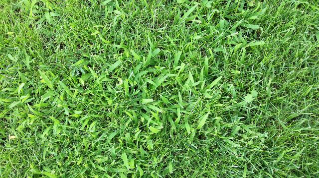 Herbe 1